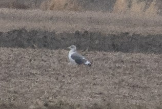 Slaty-backed Gull - ML626105905