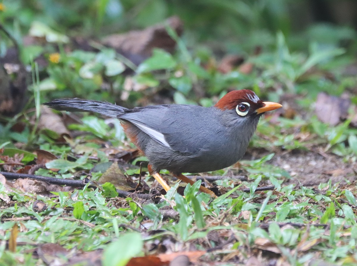 Chestnut-capped Laughingthrush - ML626106053