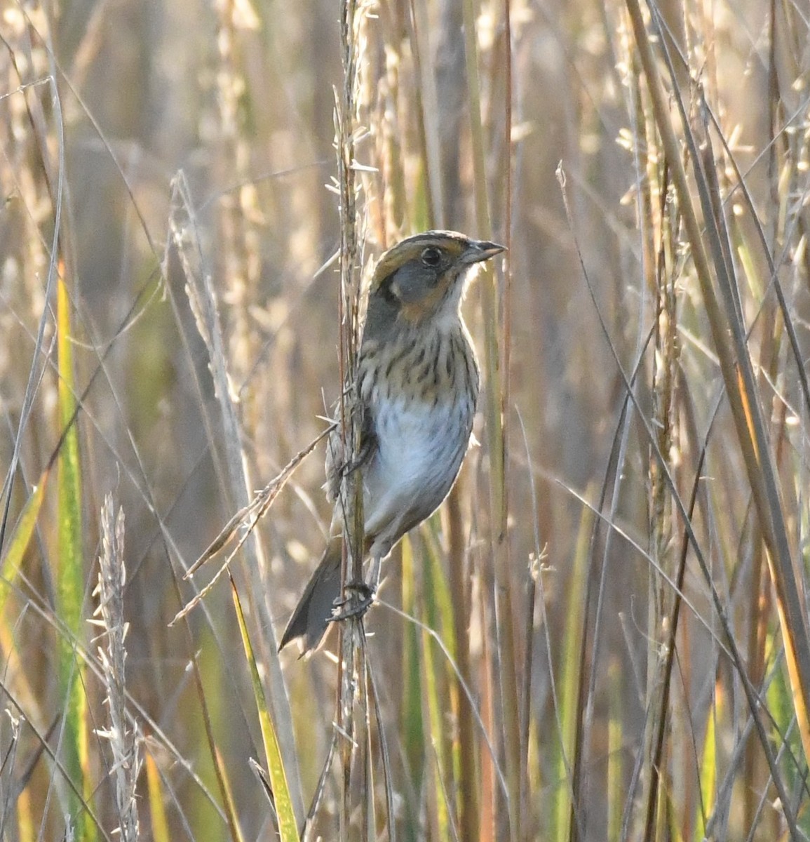 Saltmarsh Sparrow - ML626106099
