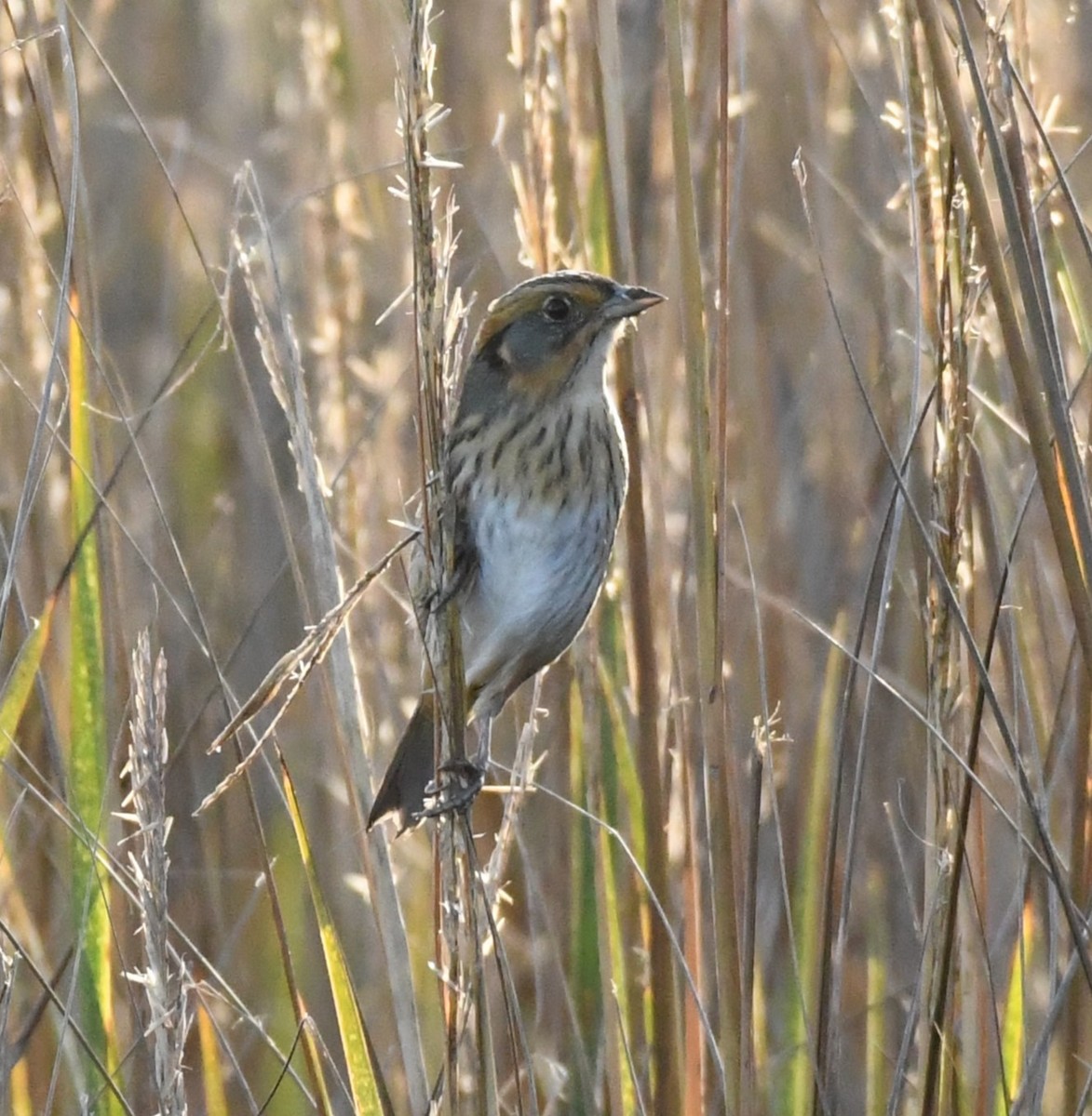 Saltmarsh Sparrow - ML626106100