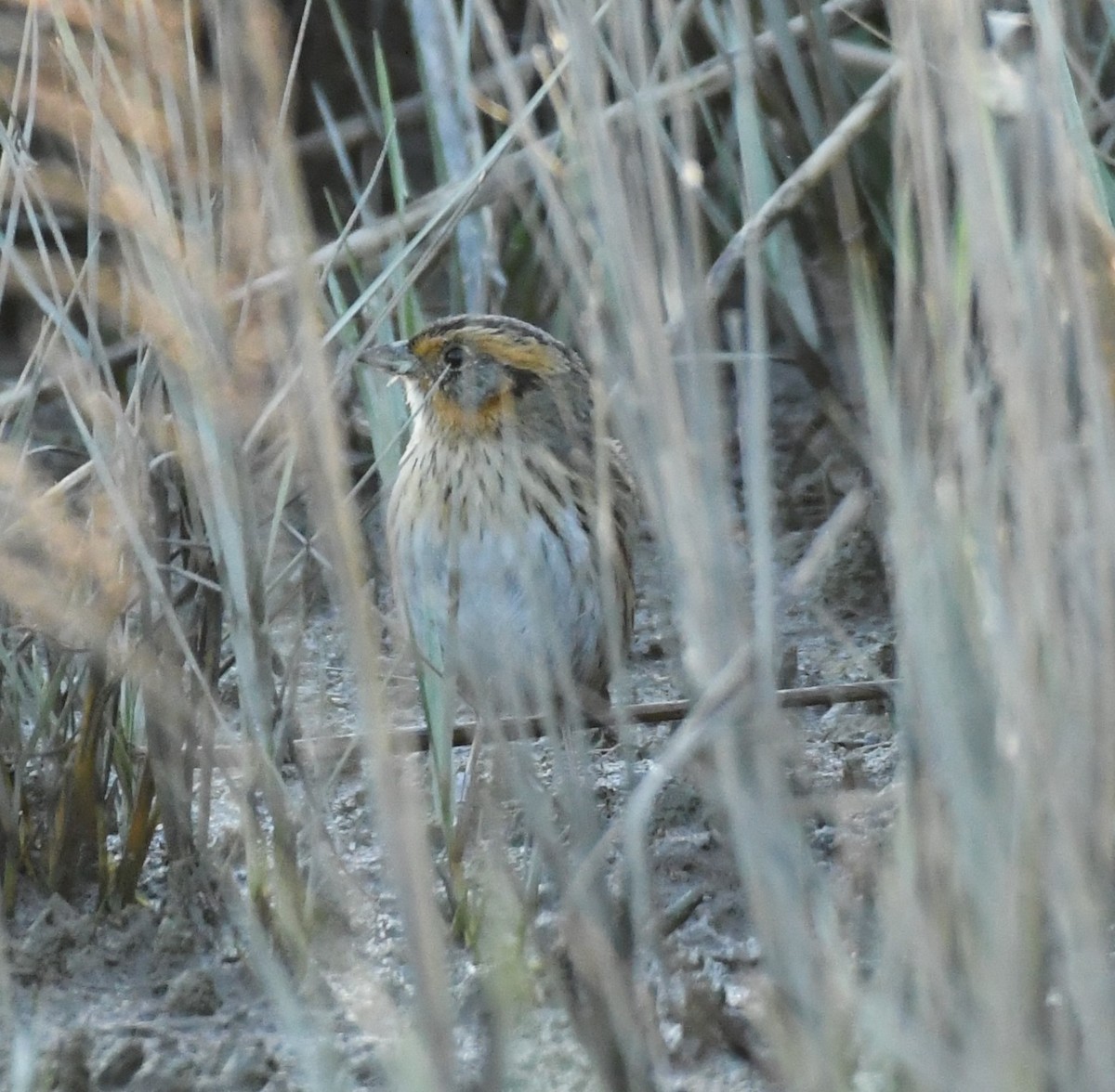 Saltmarsh Sparrow - ML626106101