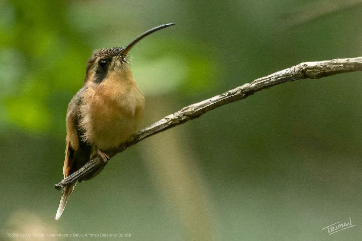 Gray-chinned Hermit - ML626106468