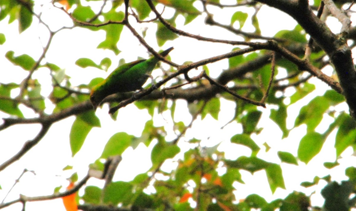 Rufous-winged Tanager - ML626106524