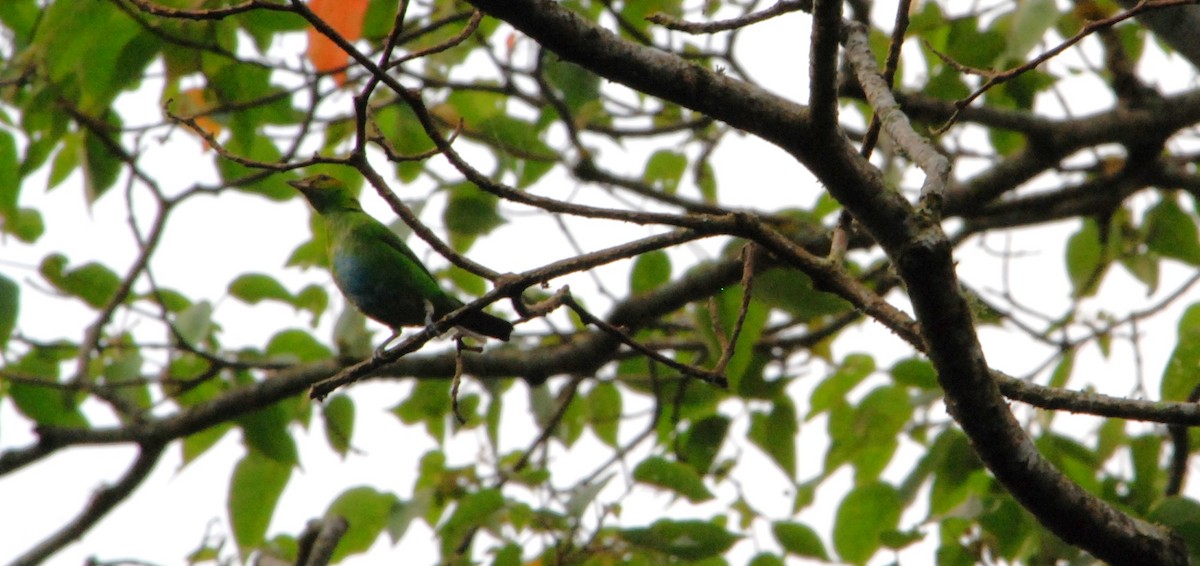 Rufous-winged Tanager - ML626106547