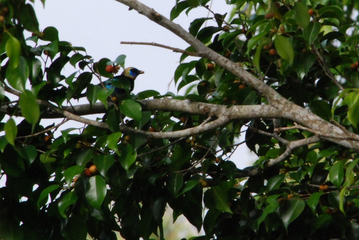 Golden-hooded Tanager - ML626106566