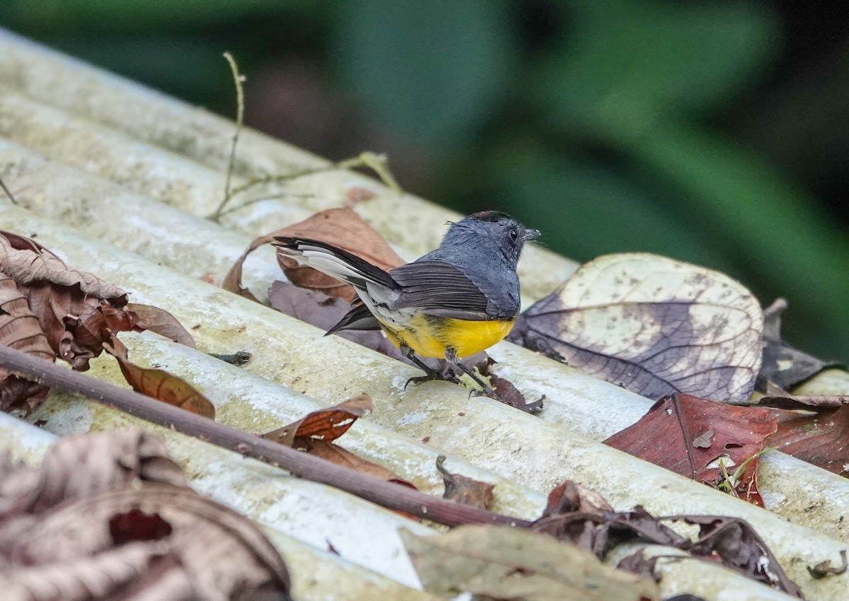 Slate-throated Redstart - ML626106582