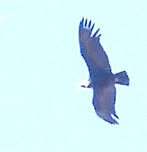 Andean Condor - ML626106594