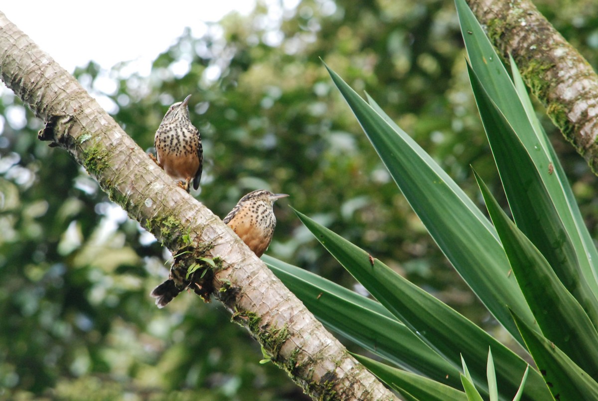 Band-backed Wren - ML626106638