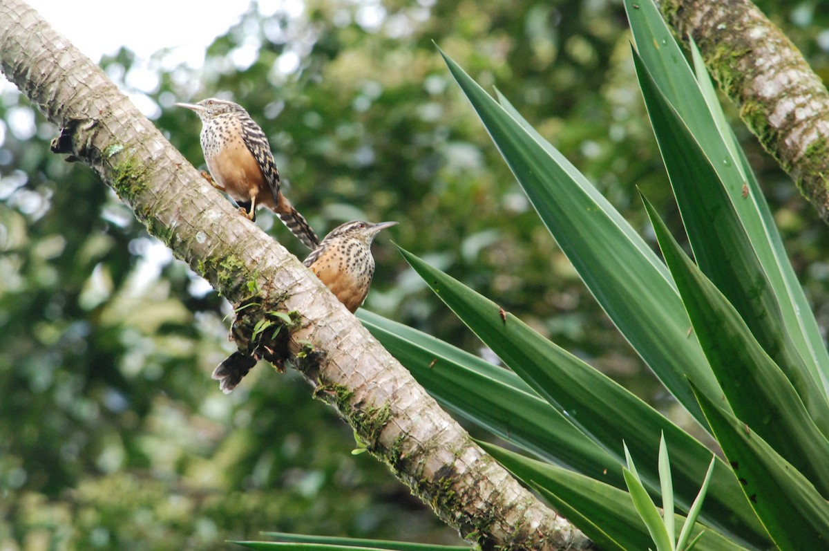 Band-backed Wren - ML626106660