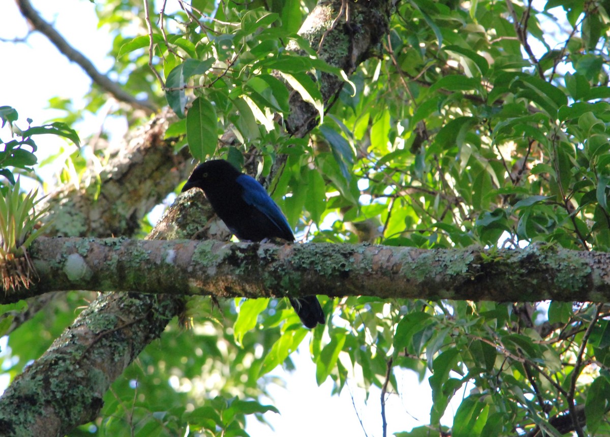 Bushy-crested Jay - ML626106700