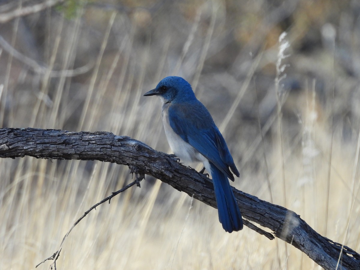 Mexican Jay - ML626106707