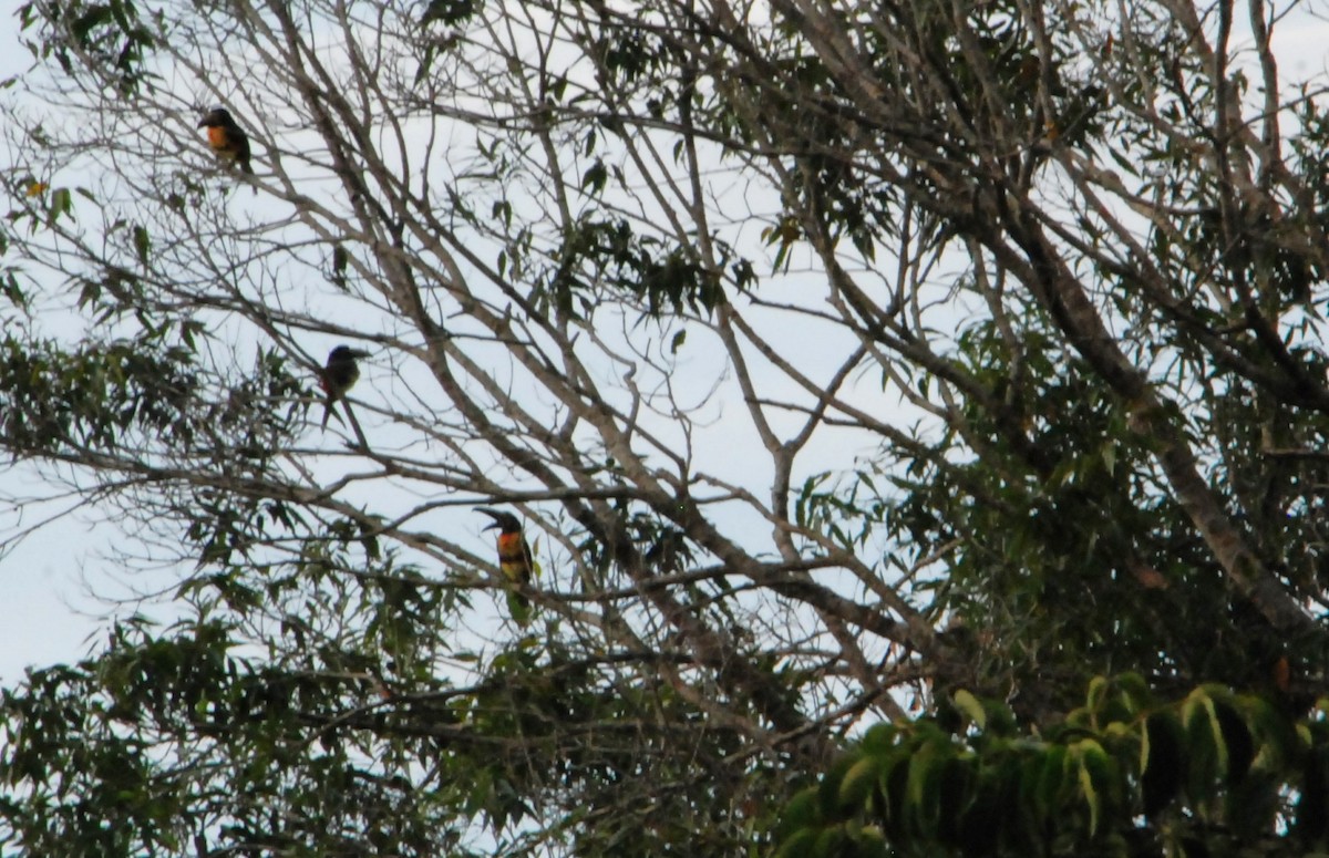 Collared Aracari - ML626106730