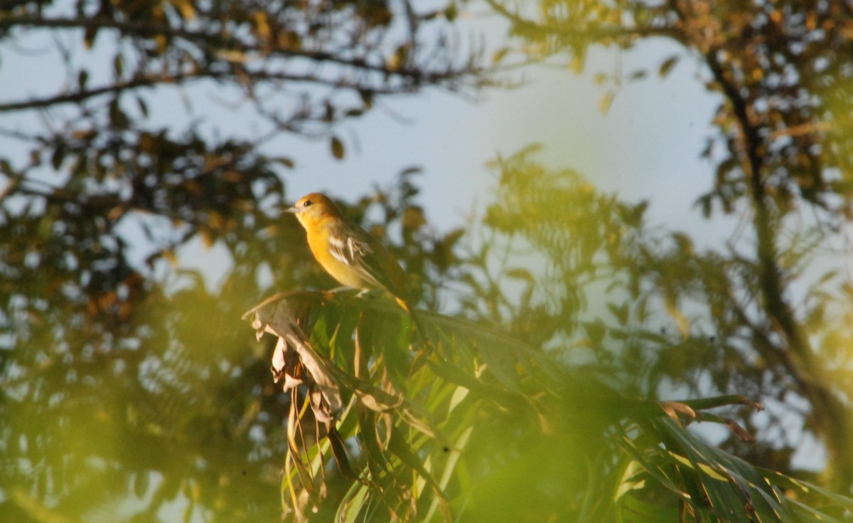 Baltimore Oriole - ML626106800