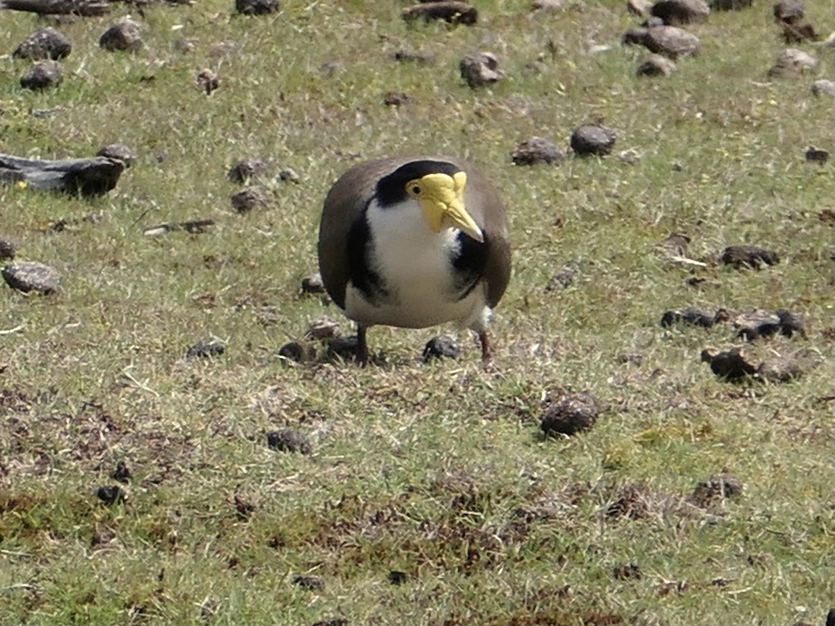 Masked Lapwing - ML626106829