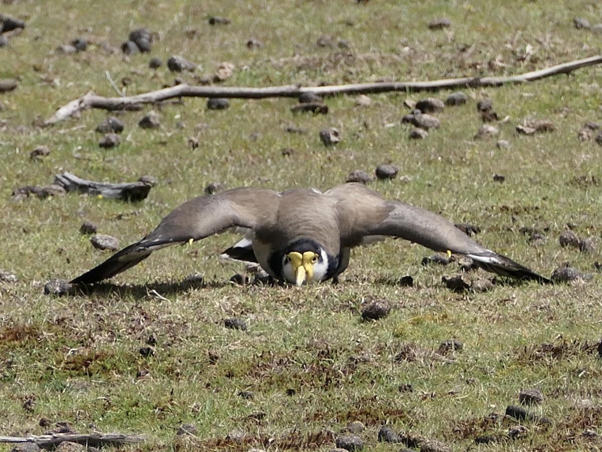 Masked Lapwing - ML626106863