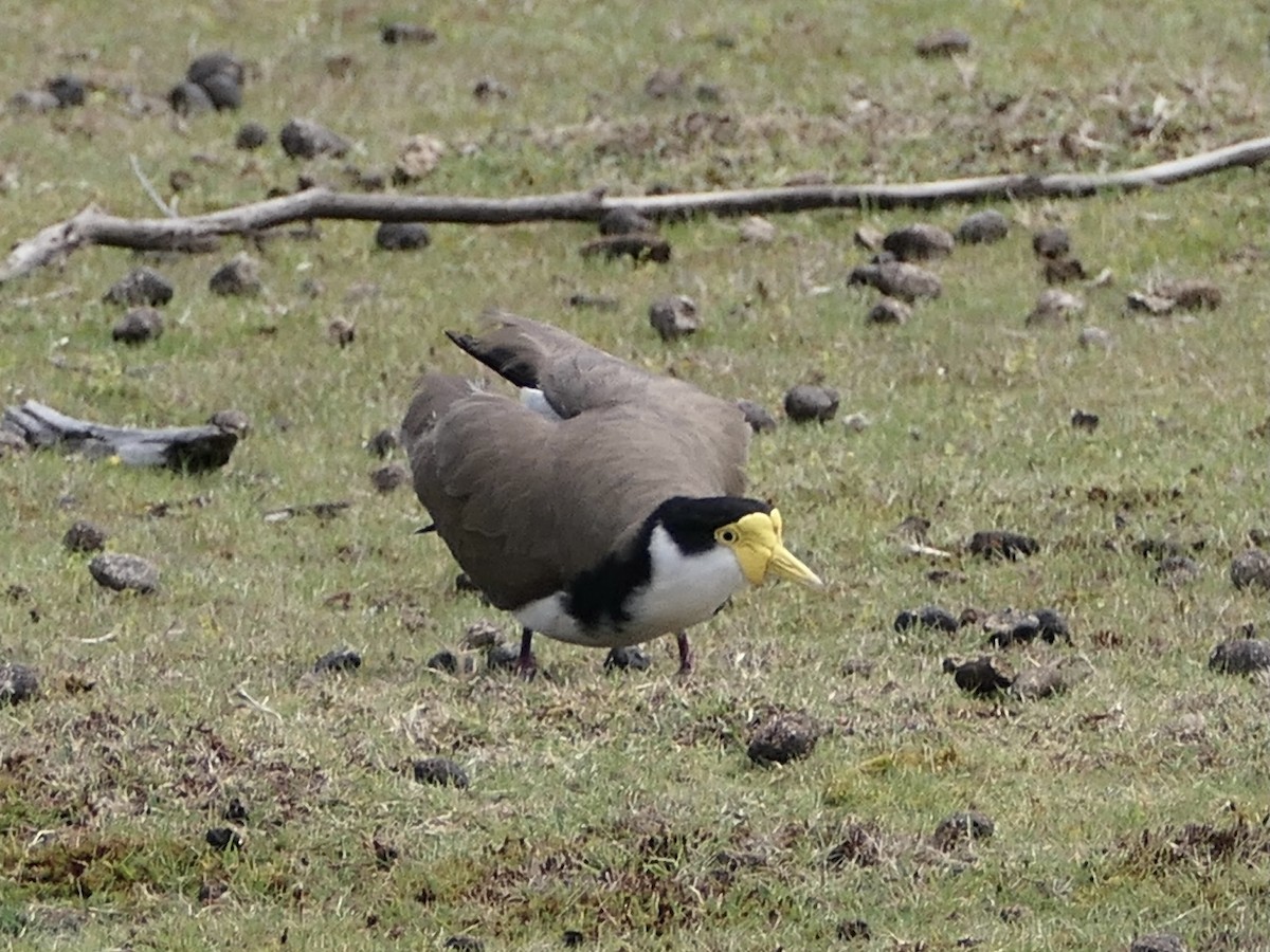 Masked Lapwing - ML626106898