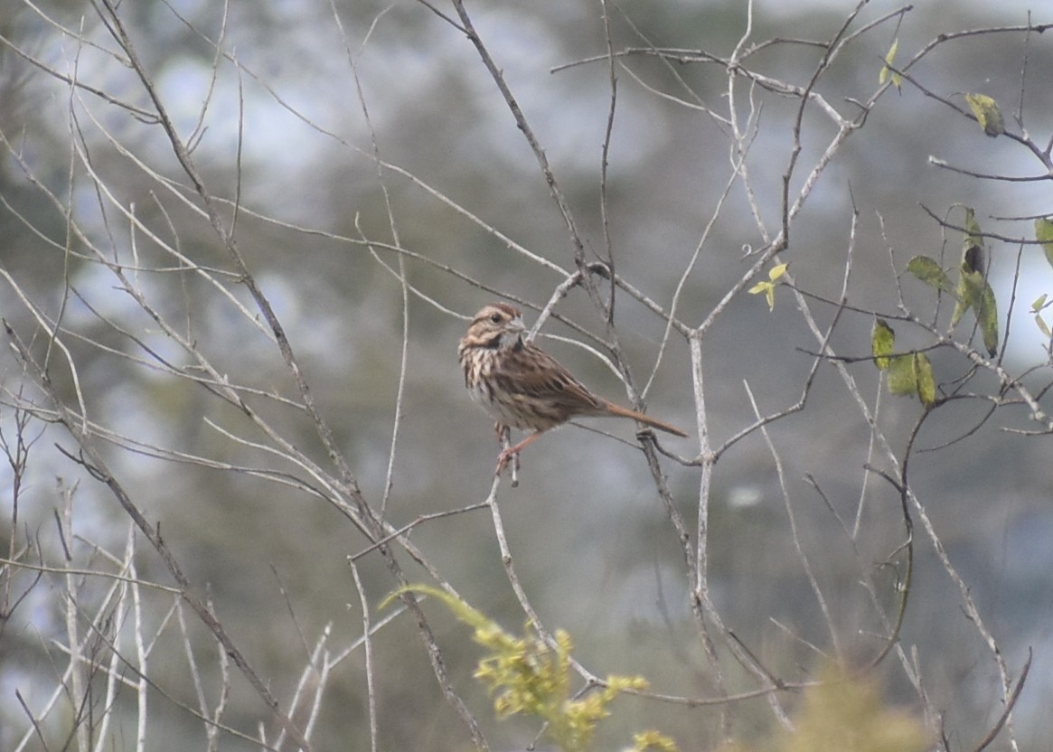 Song Sparrow - Claire H