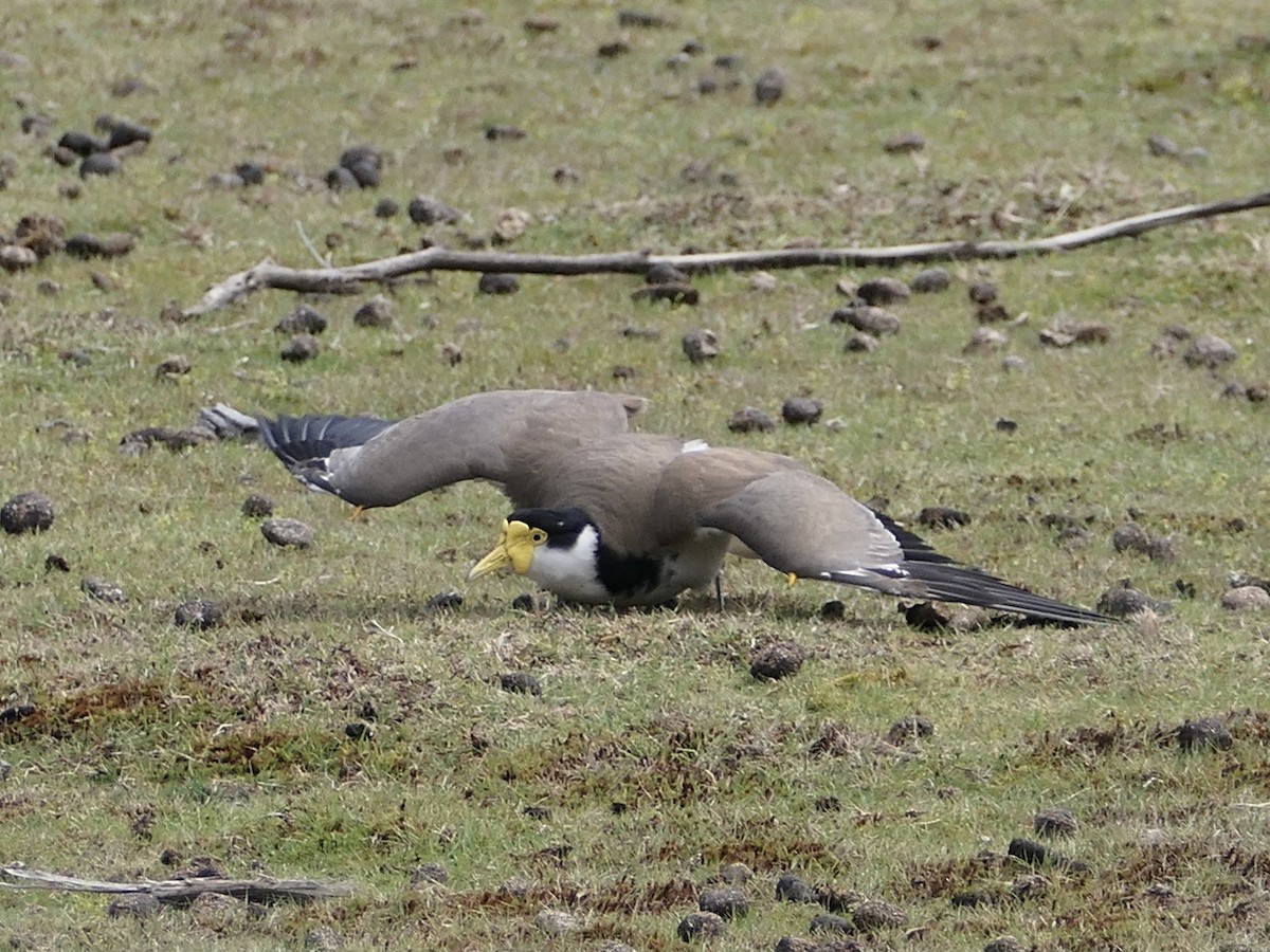 Masked Lapwing - ML626107085