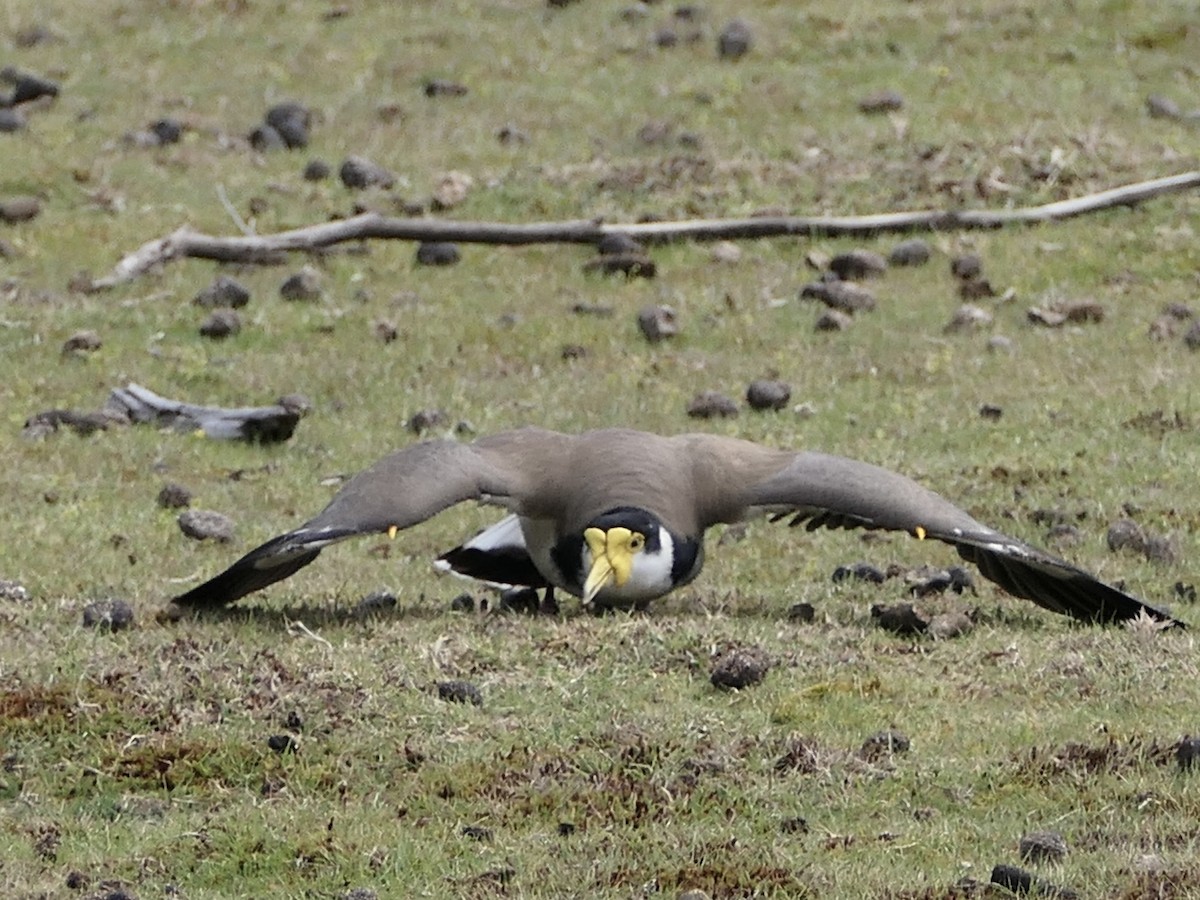 Masked Lapwing - ML626107086