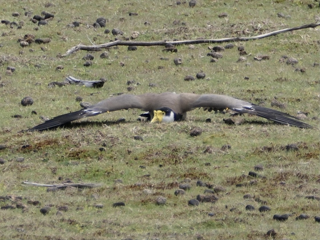 Masked Lapwing - ML626107087