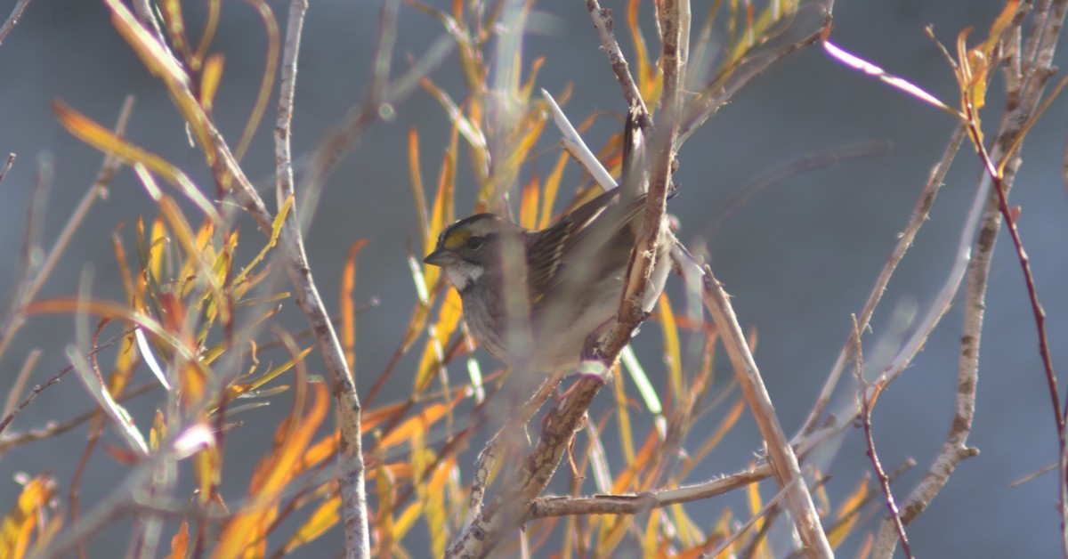 White-throated Sparrow - ML626107092