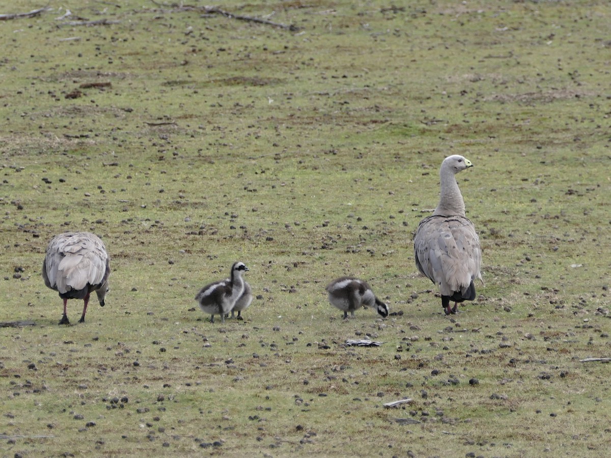Cape Barren Goose - ML626107134