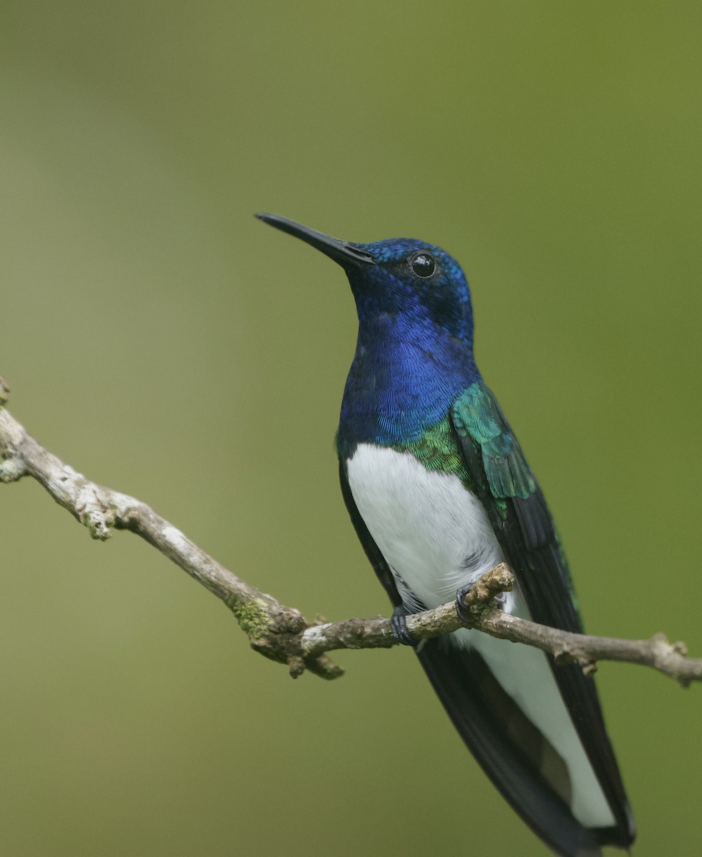 White-necked Jacobin - ML626107219