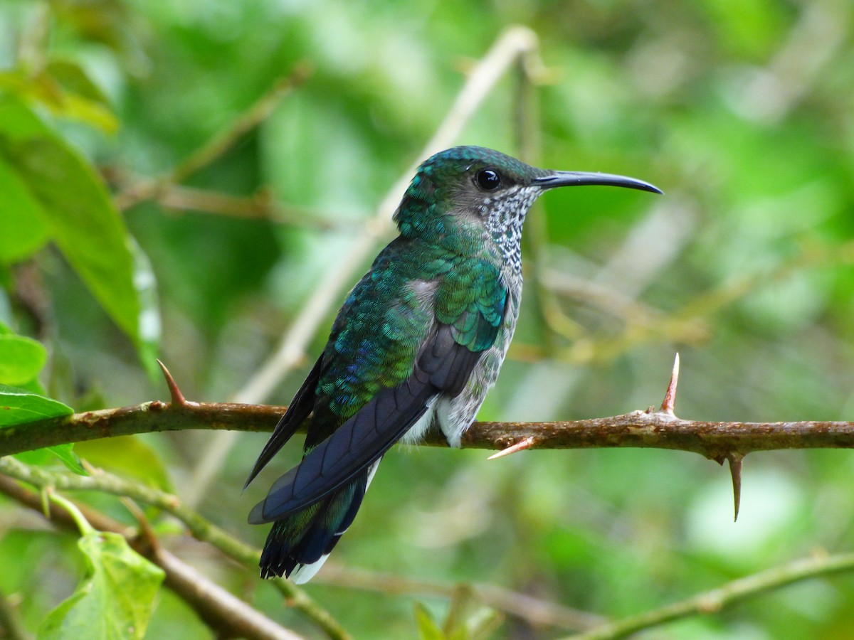 White-necked Jacobin - ML626107301