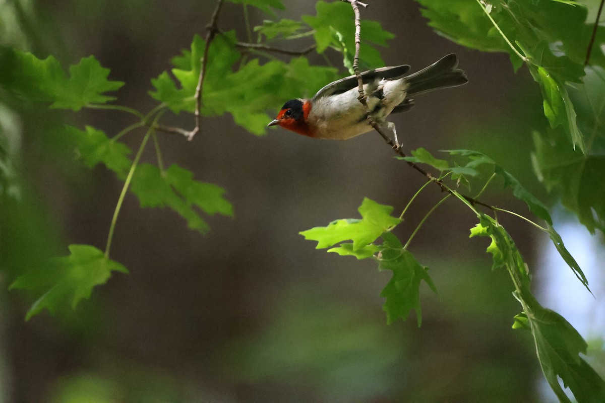 Red-faced Warbler - ML626107334