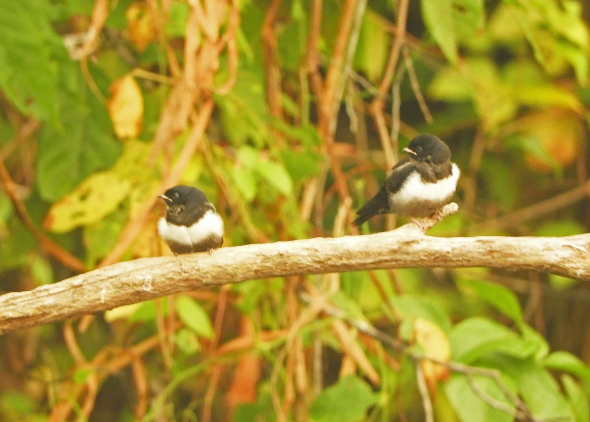 Black-collared Swallow - ML626107466