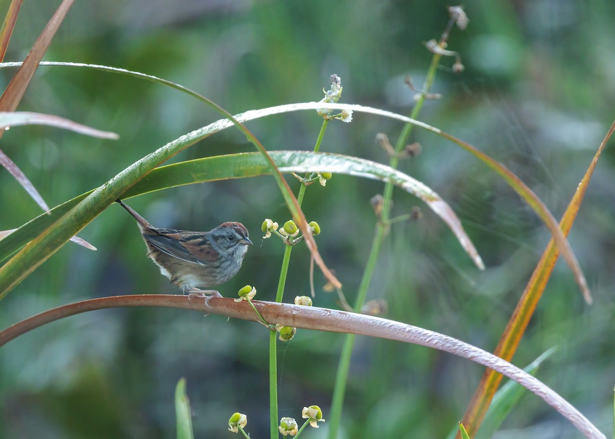 Swamp Sparrow - ML626107560