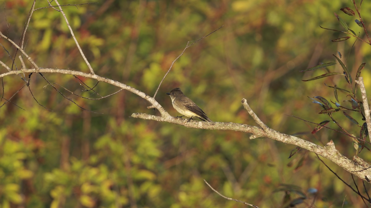 Eastern Phoebe - ML626107645