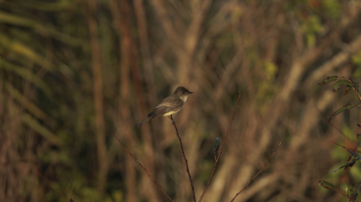 Eastern Phoebe - ML626107648