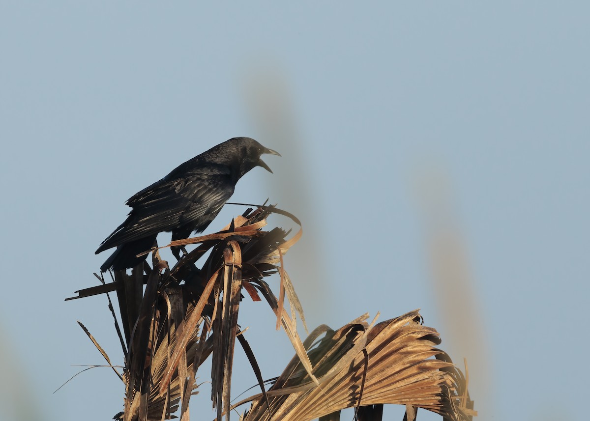 American Crow - ML626107661