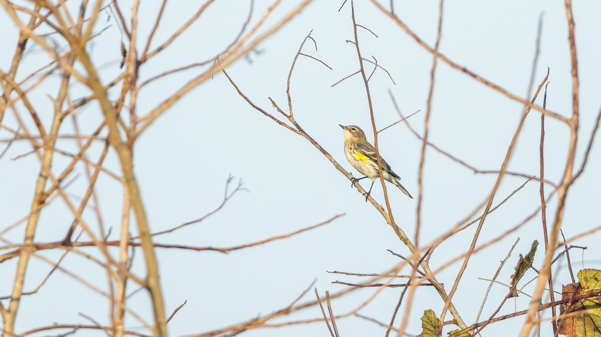 Yellow-rumped Warbler - ML626107676