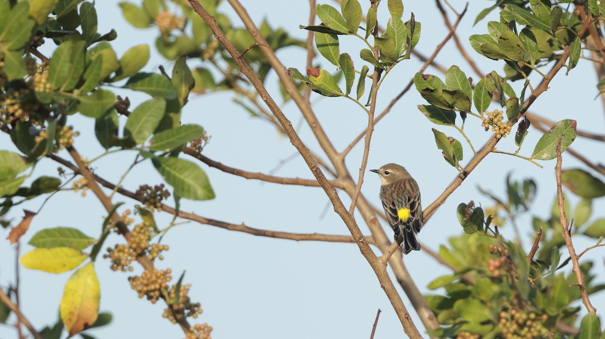 Yellow-rumped Warbler - ML626107691