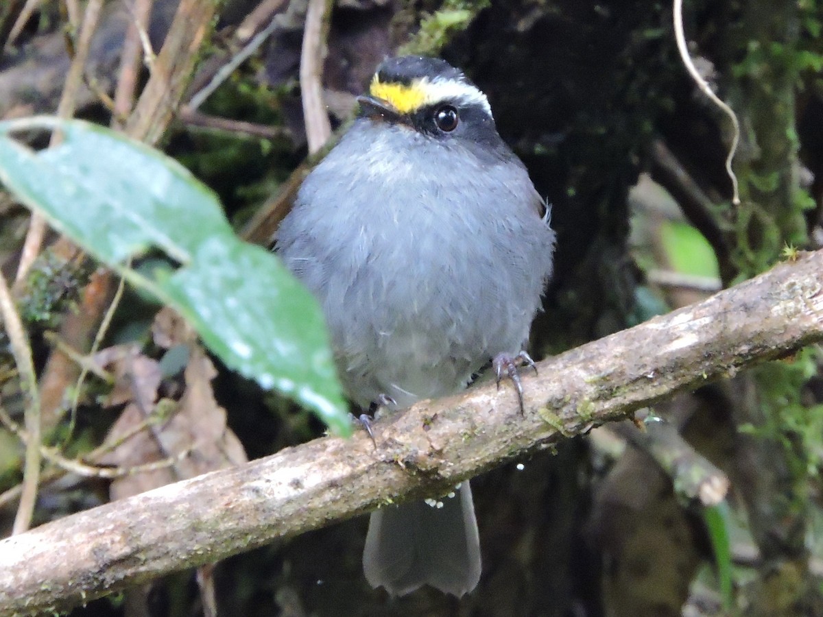 Crowned Chat-Tyrant - ML62610771