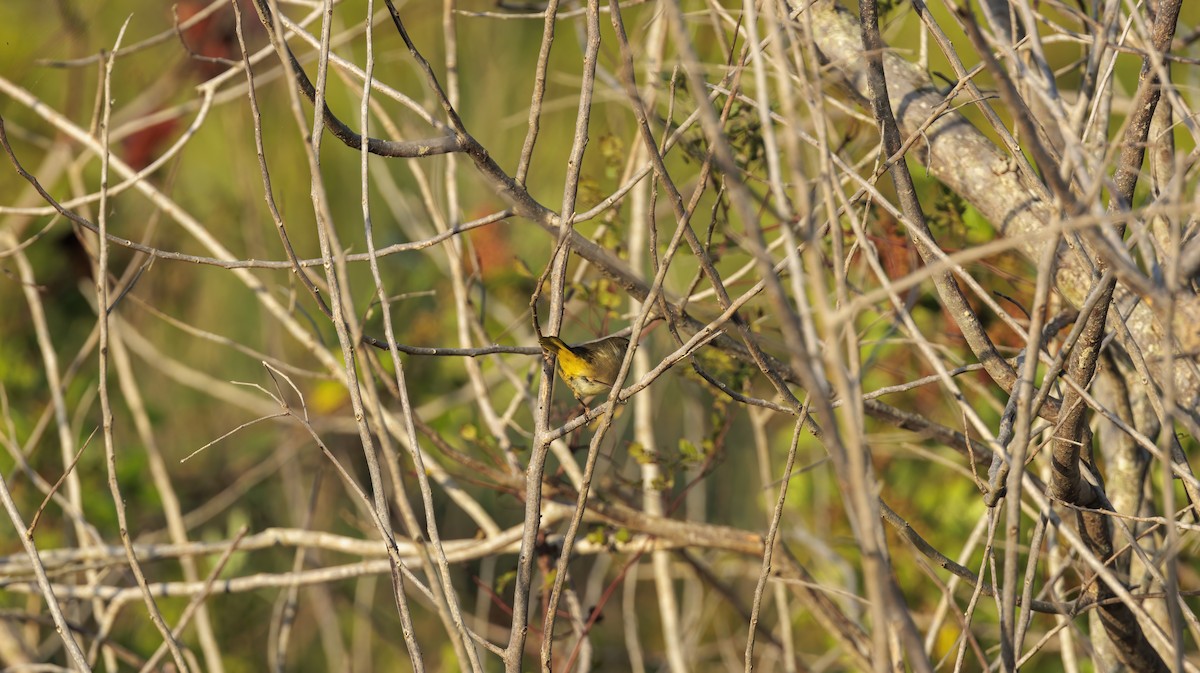 Common Yellowthroat - ML626107710