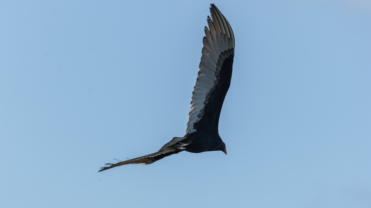 Turkey Vulture - ML626107716