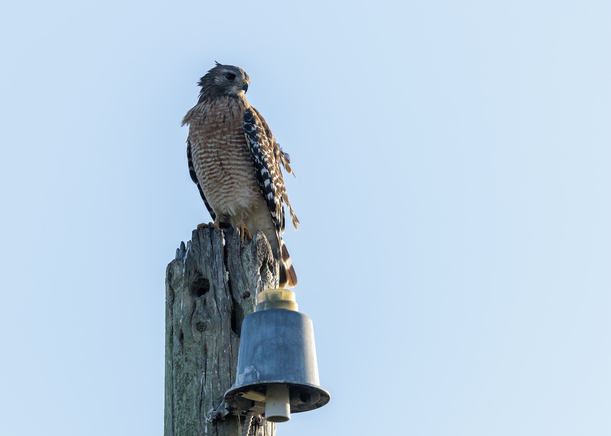 Red-shouldered Hawk - ML626107720