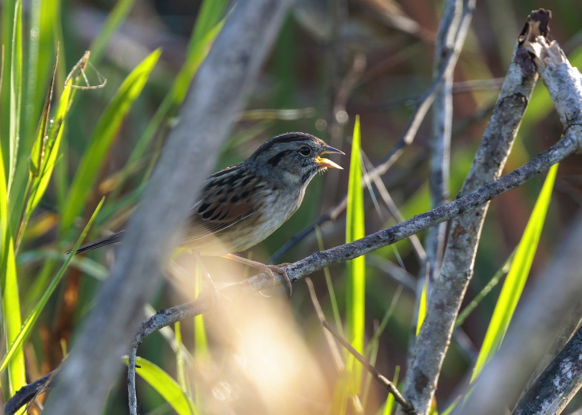 Swamp Sparrow - ML626107749