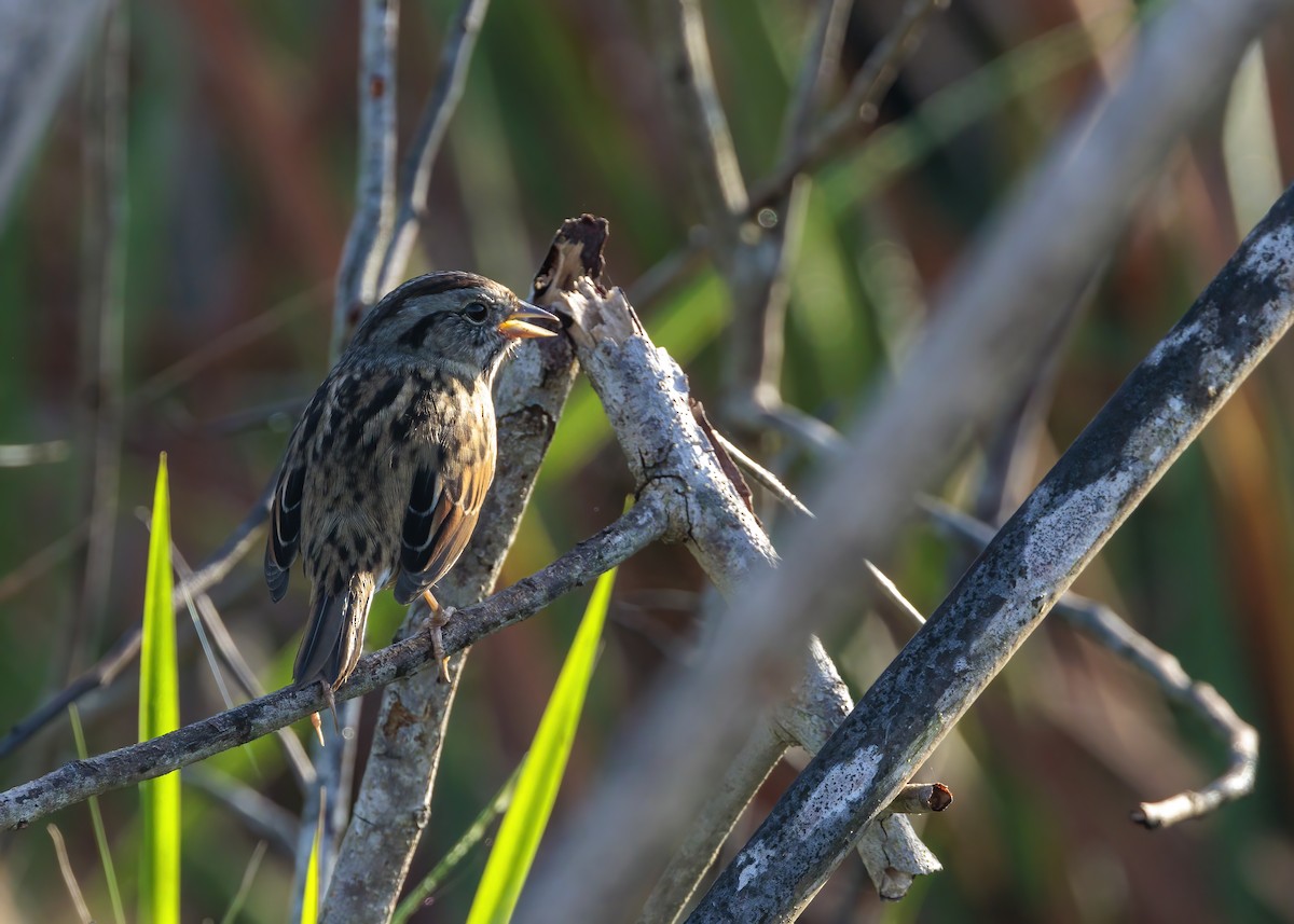 Swamp Sparrow - ML626107762