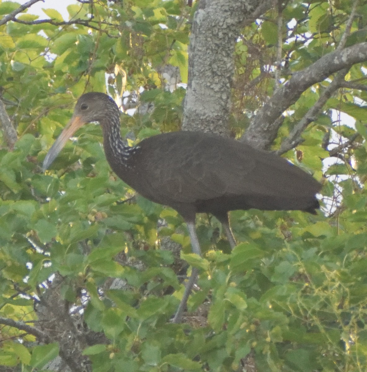 Limpkin - ML626107774