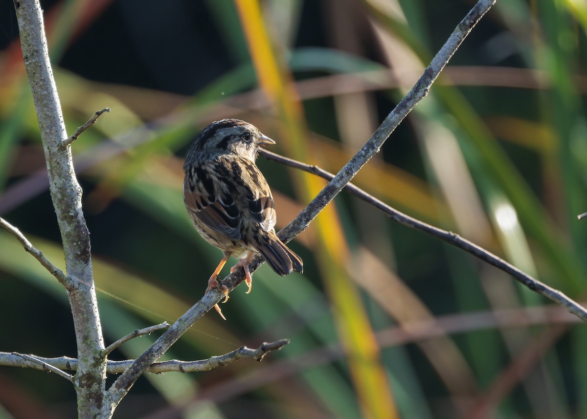 Swamp Sparrow - ML626107779