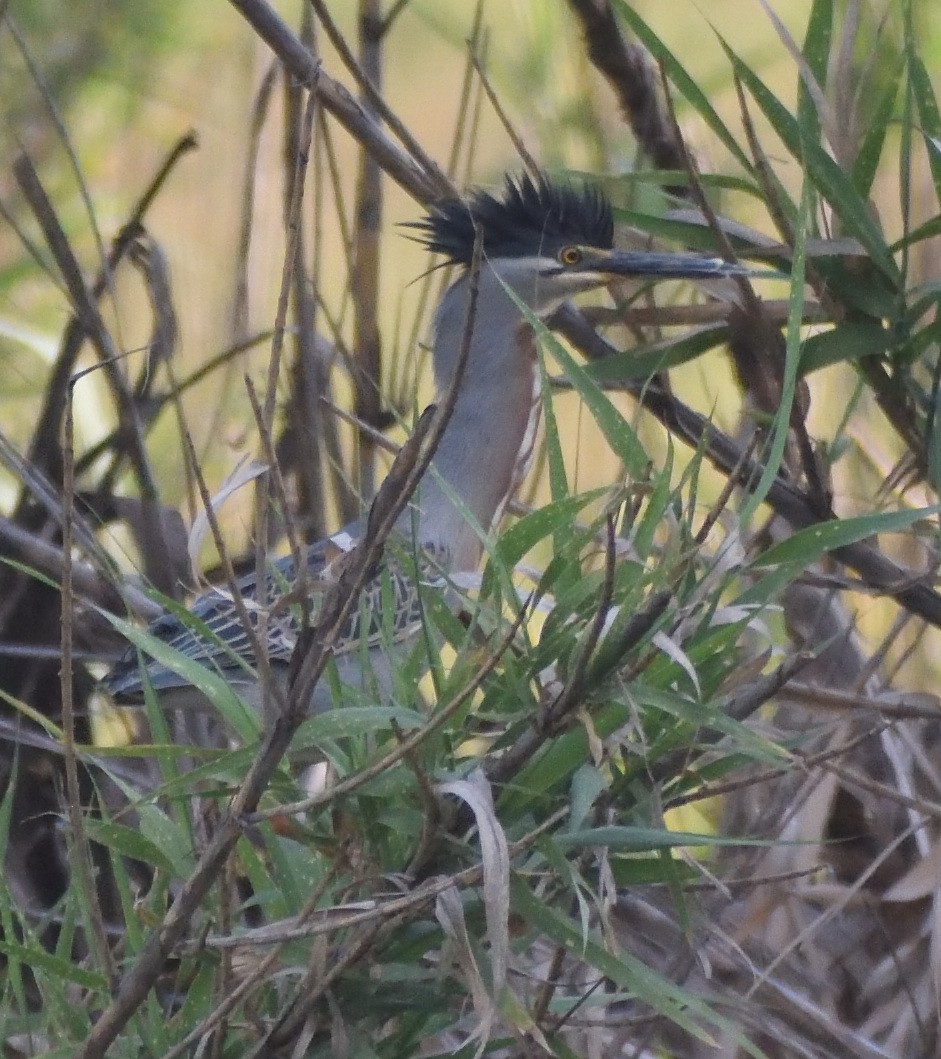 Striated Heron - ML626107782
