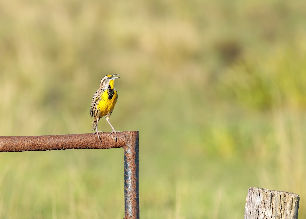 Eastern Meadowlark - ML626107789