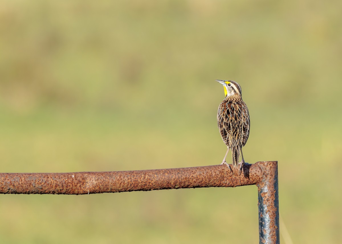 Eastern Meadowlark - ML626107791