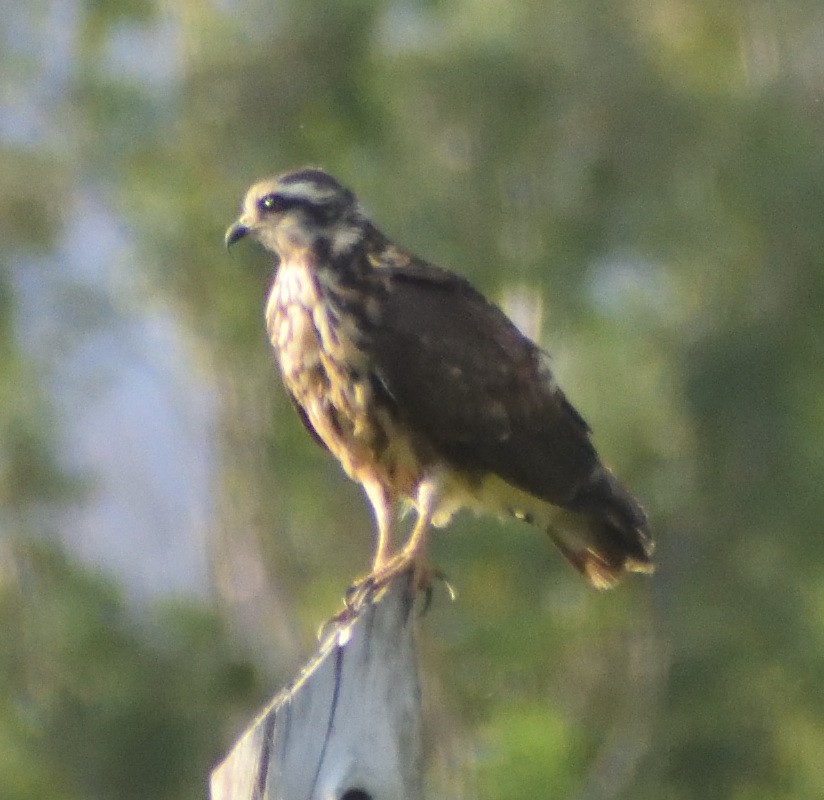 Snail Kite - ML626107797