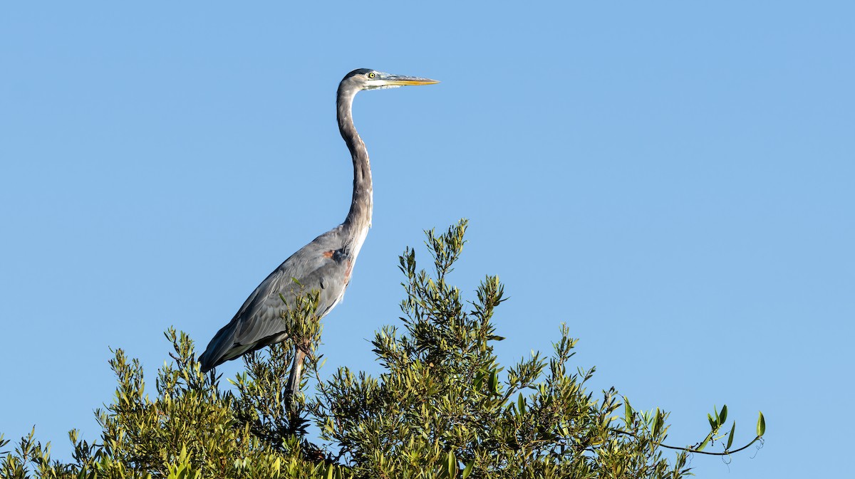 Great Blue Heron - ML626107800