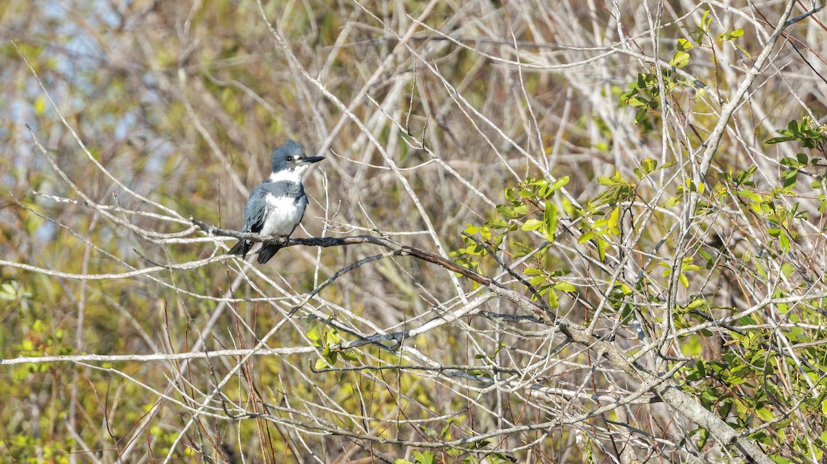 Belted Kingfisher - ML626107806